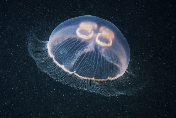 Укус медузы: последствия и что делать при укусе медузы.